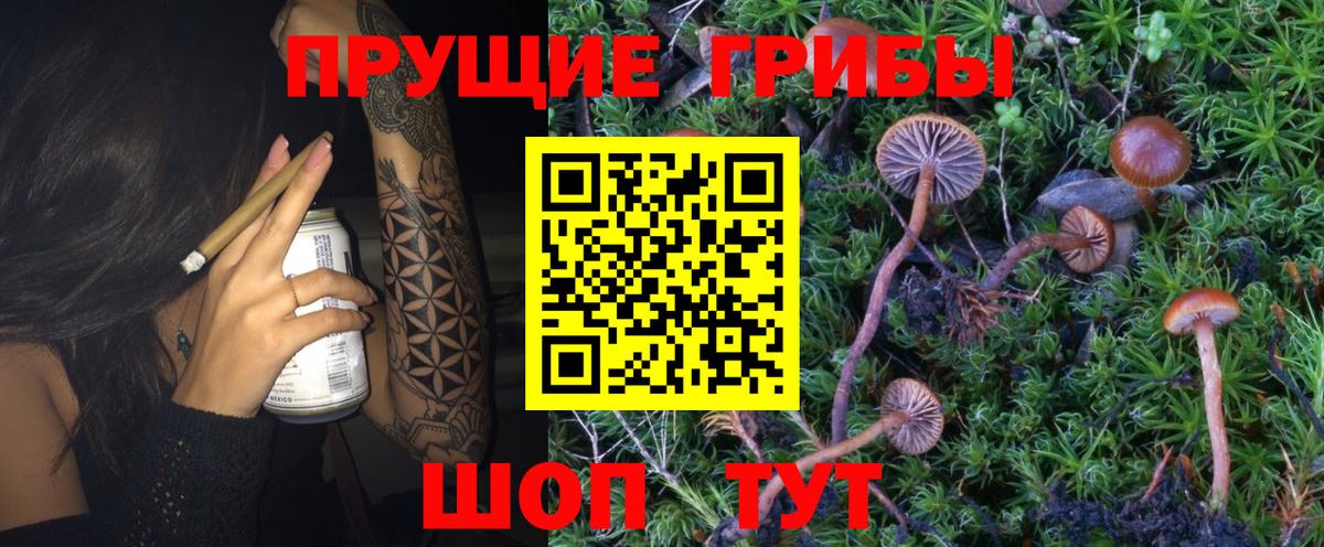 Псилоцибиновые грибы MAGIC MUSHROOMS  Вход с VPN  Псилоцибиновые грибы Cubensis  Гусиноозёрск 