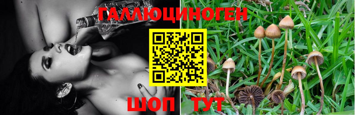 Галлюциногенные грибы MAGIC MUSHROOMS Гусиноозёрск